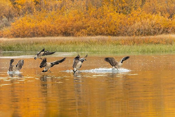 Jones, Adam 아티스트의 Canada geese landing and reflection on water-Grand Teton National Park-Wyoming작품입니다.